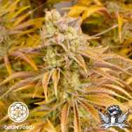 Bodhi Seeds Mothers Milk